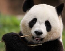 Descubre los mejores consejos para hacer turismo en China y evita problemas con las restricciones de fotografías en tus viajes
