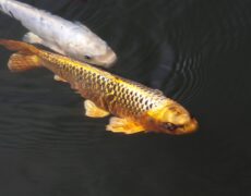 Descubre el hábitat de la marsopa de hocico corto en el río Yangtsé: una especie en peligro de extinción