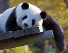 Descubre la increíble región de Sichuan: gastronomía picante y paisajes impresionantes en el suroeste de China