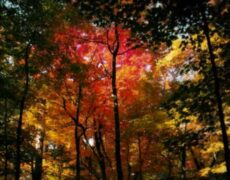 Descubre la Belleza de la Música Clásica China (音乐): Una Inmersión en su Tradición y Sonidos